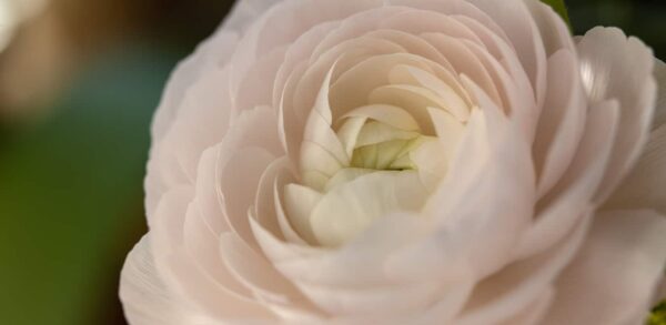 Flower Panorama-5
