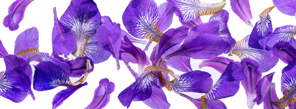 Flower Petal Pan-2