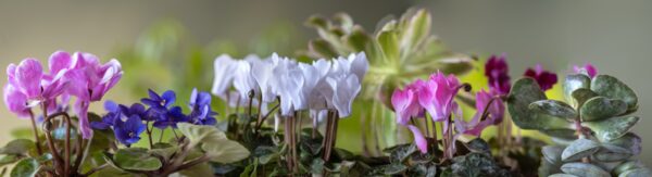 Flowers Panorama-3