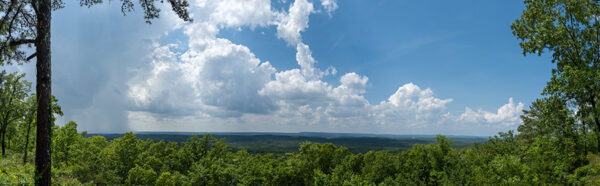 Forest Pan-2