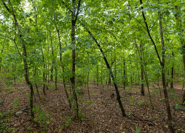 Forest Pan-3
