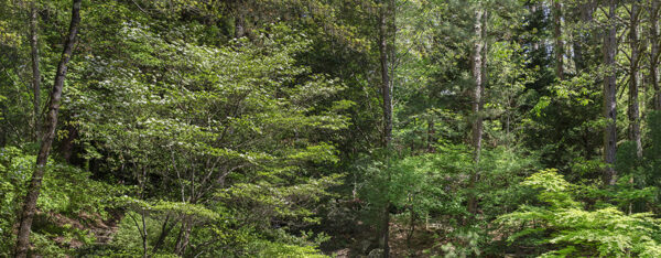 Forest Pan