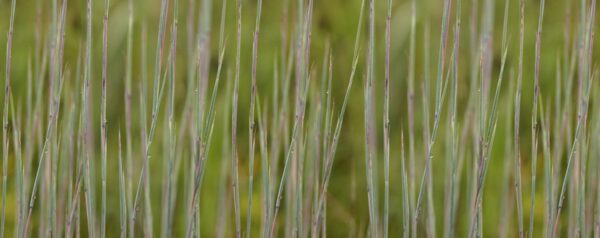 Grasses Pan-2