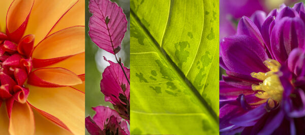 Grasses-Slices6