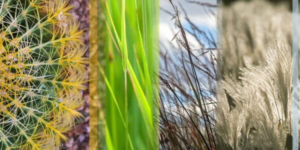 Grasses Slicesw