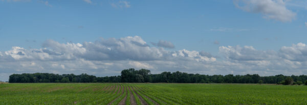 Landscape Pan-4