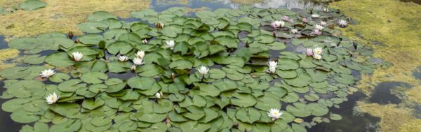 Lily Pad Pan-1