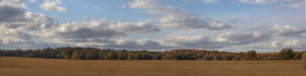 MN Pan-2