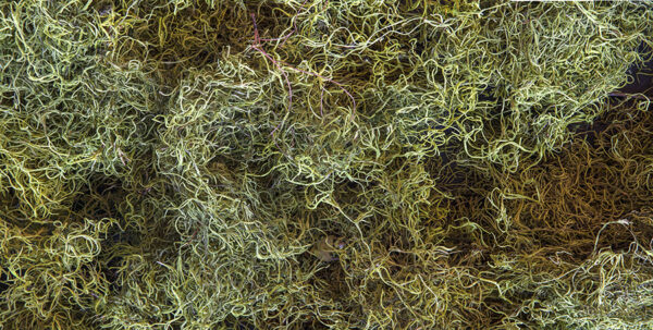 Moss Pan