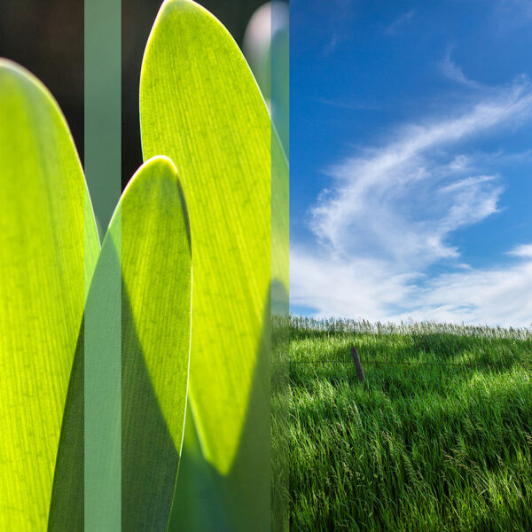 Nature-Slices-1