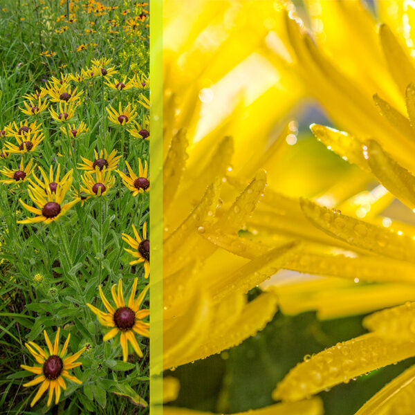Nature-Slices-2