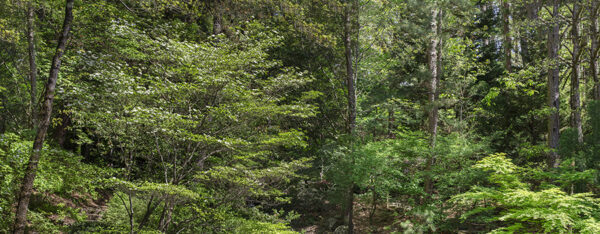 Panorama-1