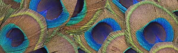 Peacock Pan