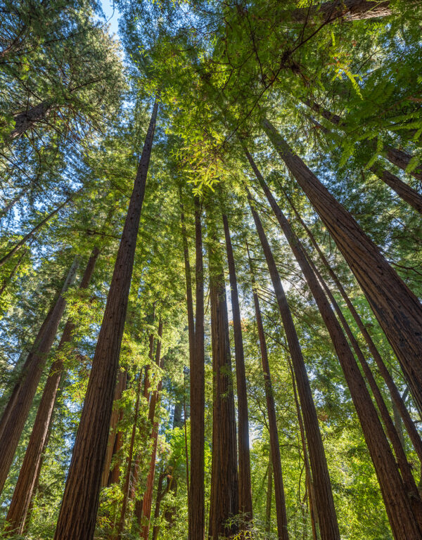 Redwood Pan-4