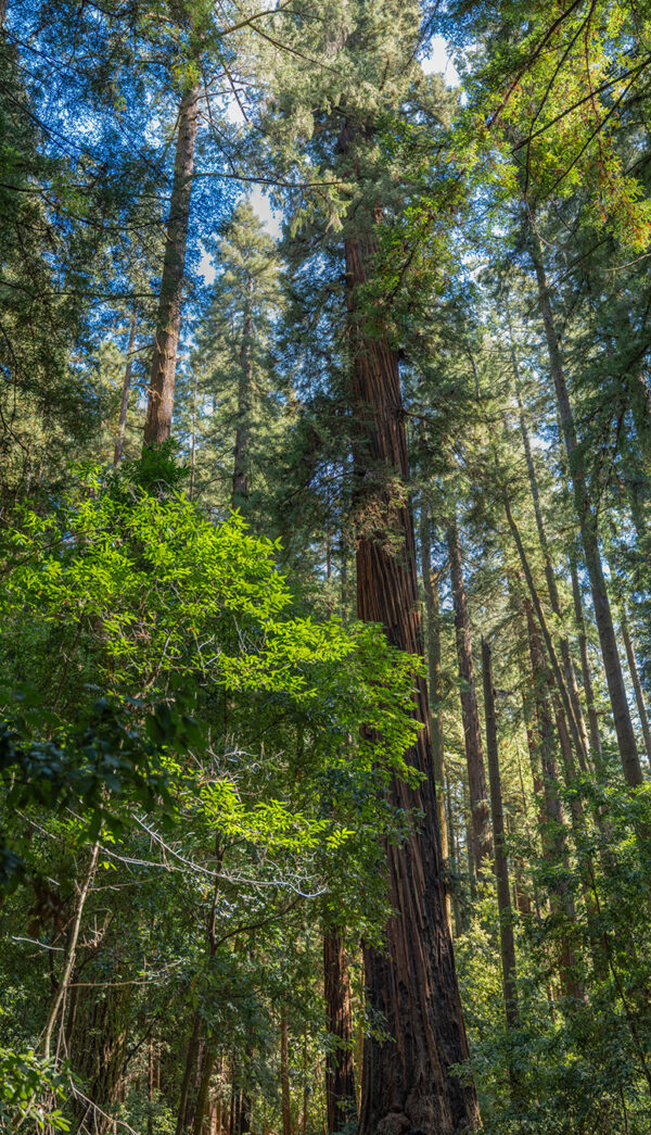 Redwood Pan-5