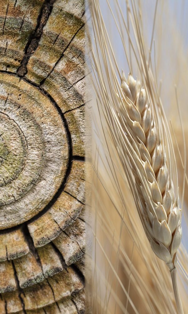 Texture-Slices11