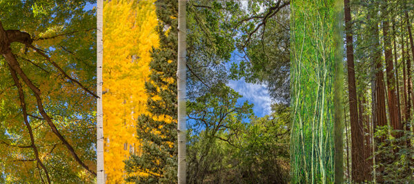Tree Slices