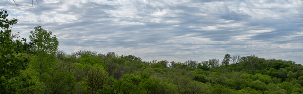 Treetop Pan-1