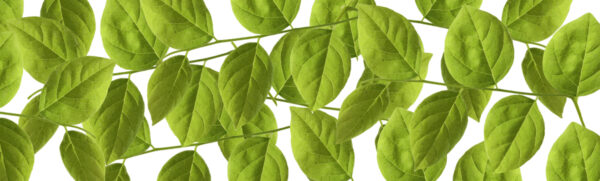 Vector Leaf Pan