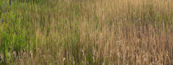 WY Grasses Pan-1