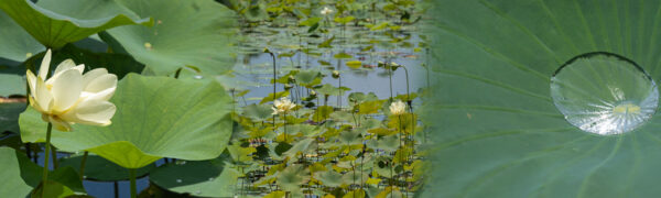 Water-Slices1
