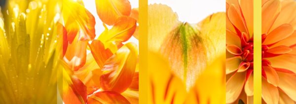 Yellow Slices
